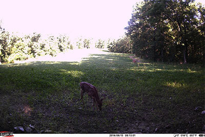 wireless trail camera Covert Outlook