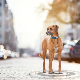 Dog tracker by Tractive